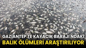 Gaziantep'te Kayacık Barajı'ndaki balık ölümleri araştırılıyor
