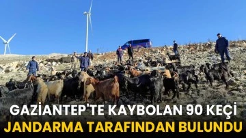 Gaziantep'te kaybolan 90 keçi jandarma tarafından bulundu