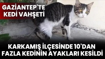 Gaziantep'te kedi vahşeti... Karkamış ilçesinde 10'dan fazla kedinin ayakları kesildi!
