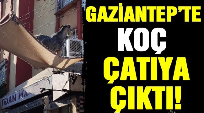Gaziantep'te koç çatıya çıktı!..