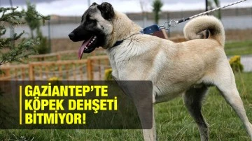 Gaziantep’te köpek dehşeti bitmiyor!