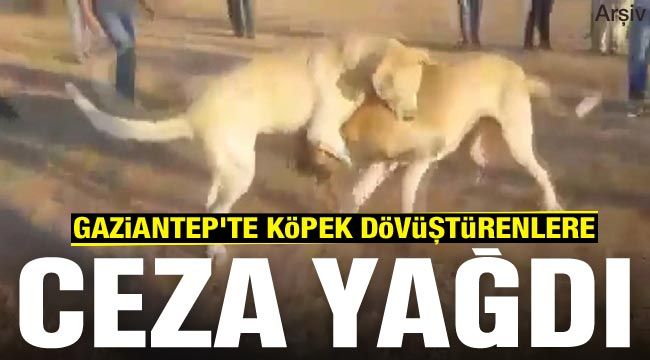 Gaziantep'te köpek dövüştürenlere ceza yağdı