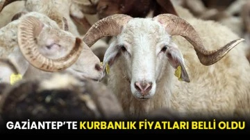 Gaziantep’te Kurbanlık Fiyatları Belli Oldu