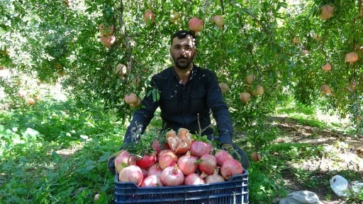 Gaziantep'te nar hasadı başladı