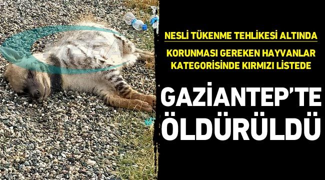 Gaziantep'te nesli tükenme tehlikesi altındaki çizgili sırtlanı öldürdüler