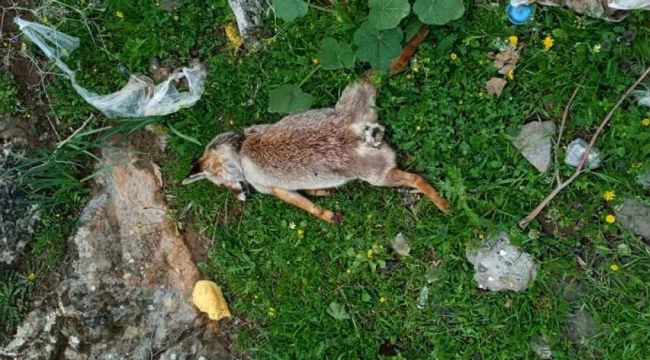 Gaziantep'te öldürülmüş tilki bulundu