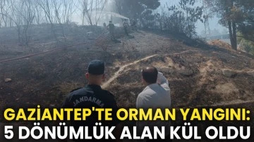 Gaziantep'te orman yangını: 5 dönümlük alan kül oldu