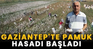 Gaziantep'te pamuk hasadı başladı