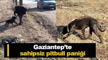 Gaziantep’te sahipsiz pitbull paniği