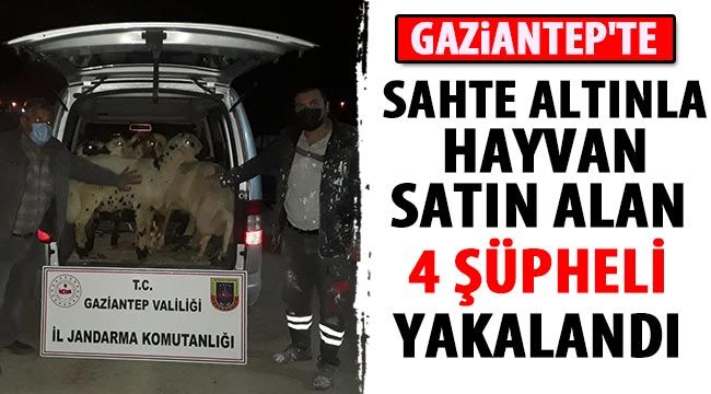  Gaziantep'te sahte altınla hayvan satın alan 4 şüpheli yakalandı 