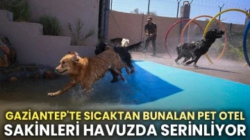 Gaziantep'te sıcaktan bunalan pet otel sakinleri havuzda serinliyor