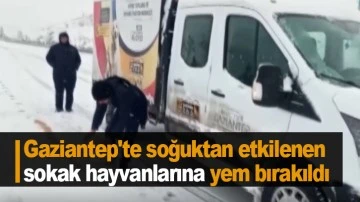 Gaziantep'te soğuktan etkilenen sokak hayvanlarına yem bırakıldı