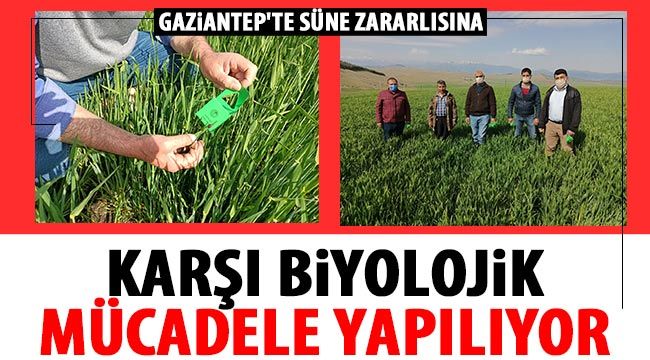  Gaziantep'te süne zararlısına karşı biyolojik mücadele yapılıyor 