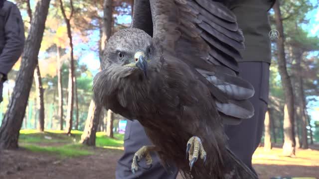 Gaziantep'te tedavisi tamamlanan kuşlar doğaya bırakıldı