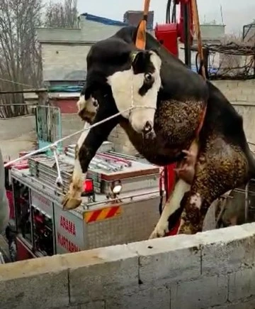 Gaziantep'te Terasta mahsur kalan ineği itfaiye vinçle kurtardı