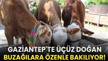 Gaziantep'te üçüz doğan buzağılara özenle bakılıyor!