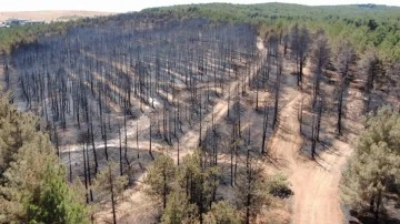 Gaziantep'te yanan ormanlık alan havadan görüntülendi