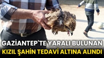 Gaziantep'te yaralı bulunan kızıl şahin tedavi altına alındı