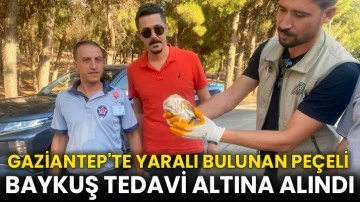 Gaziantep'te yaralı bulunan peçeli baykuş tedavi altına alındı