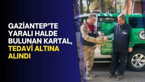 Gaziantep’te yaralı halde bulunan kartal, tedavi altına alındı