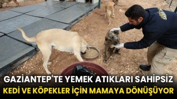 Gaziantep'te yemek atıkları sahipsiz kedi ve köpekler için mamaya dönüşüyor