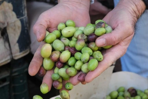 Gaziantep'te yeşil zeytin fiyatları sabit kaldı