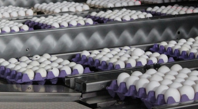 Gaziantep’te Yumurta fiyatları yüzde 30 arttı