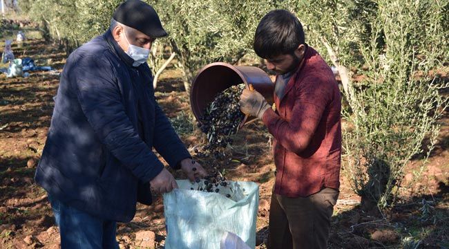 Gaziantep'te zeytin hasadı sürüyor