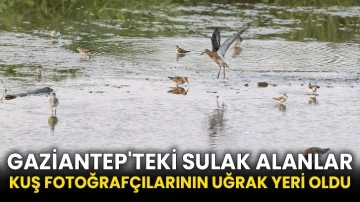 Gaziantep'teki sulak alanlar kuş fotoğrafçılarının uğrak yeri oldu