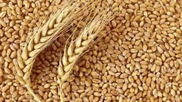 Gaziantep Ticaret Borsası sert buğdayın kilogramı?