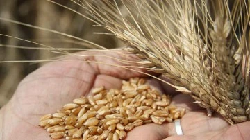 Gaziantep Ticaret Borsası sert buğdayın kilogramı...