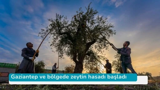 Gaziantep ve bölgede zeytin hasadı başladı