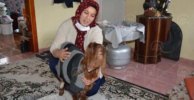 Gaziantepli kadın annesi ölen keçi yavrusunu evde büyüttü
