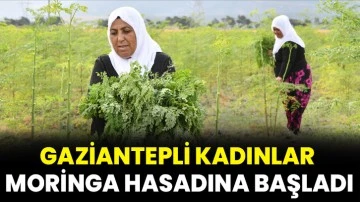 Gaziantepli kadınlar moringa hasadına başladı