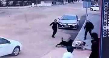 Gaziantep'te pitbull'dan sonra rottweiler dehşeti