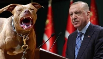 Gaziantep'teki pitbull dehşeti sonrası Cumhurbaşkanı Erdoğan'dan talimat