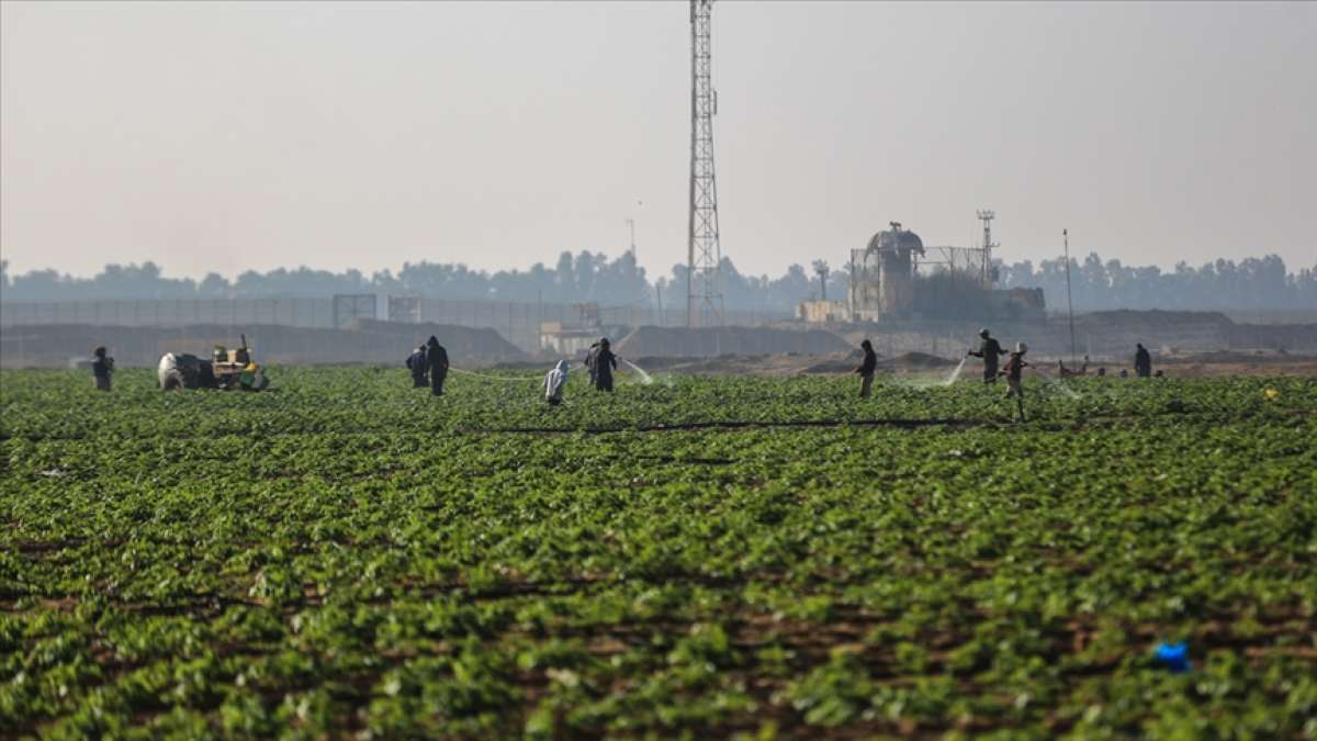 Gazze'deki Tarım Bakanlığı sebze ihracatını engelleyen İsrail'den meyve alımını durdurdu