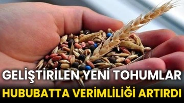 Geliştirilen yeni tohumlar hububatta verimliliği artırdı