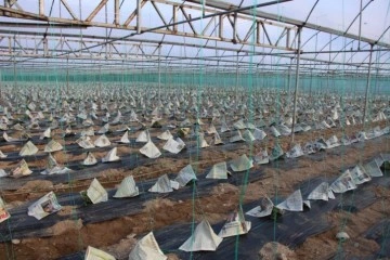 Gen&ccedil; &ccedil;ift&ccedil;i domates fidelerini gazete ve sis bombasıyla korudu