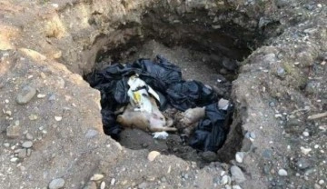 Giresun'da çukurda 10 ölü köpek bulundu