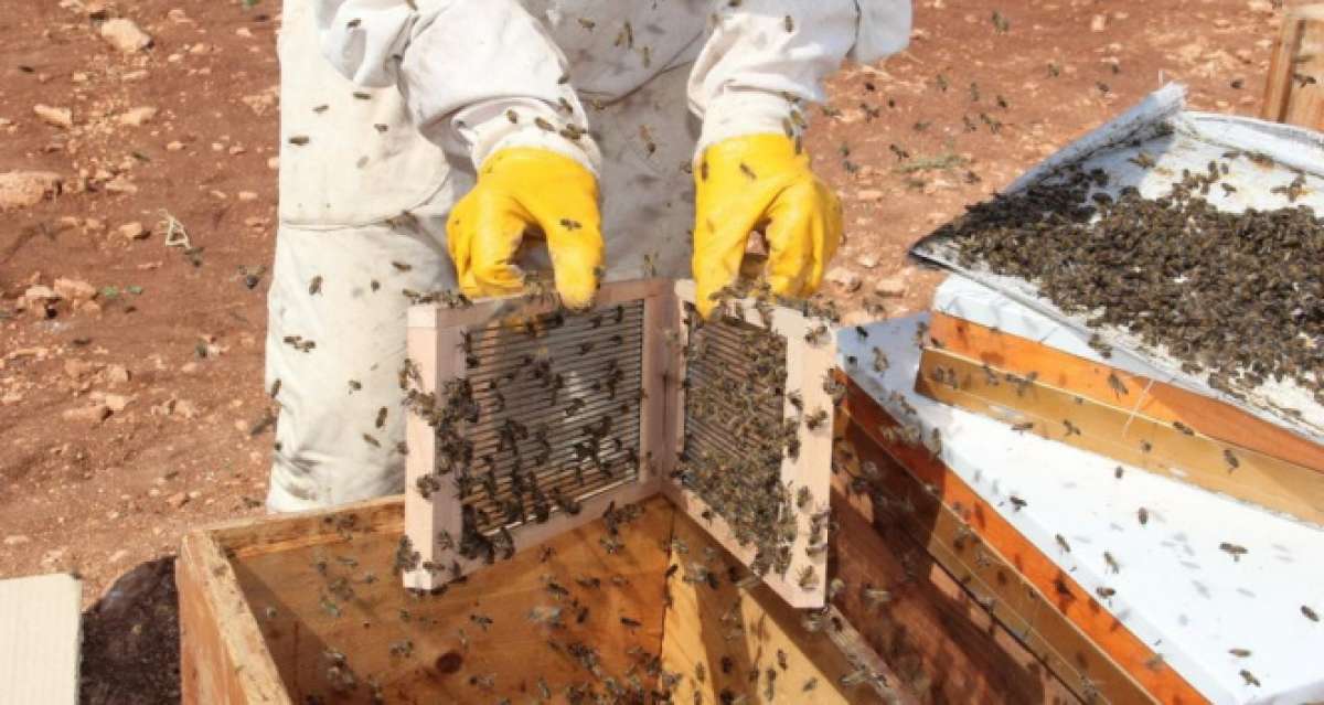 Gramı 500 TL olan arı zehri Adıyaman'da üretilmeye başlandı