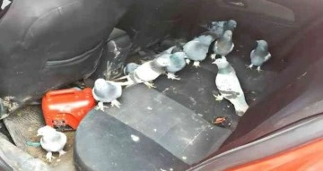 Güvercin hırsızları polisten kaçamadı