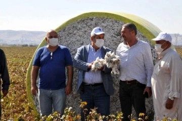 Haran Ovası'nda pamuk üreticisi altın yılını yaşıyor