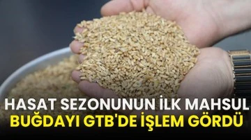 Hasat sezonunun ilk mahsul buğdayı GTB'de işlem gördü
