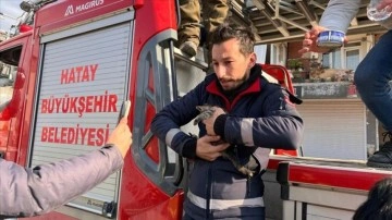 Hatay'da depremde hasar gören binada mahsur kalan kedi yavrusu kurtarıldı