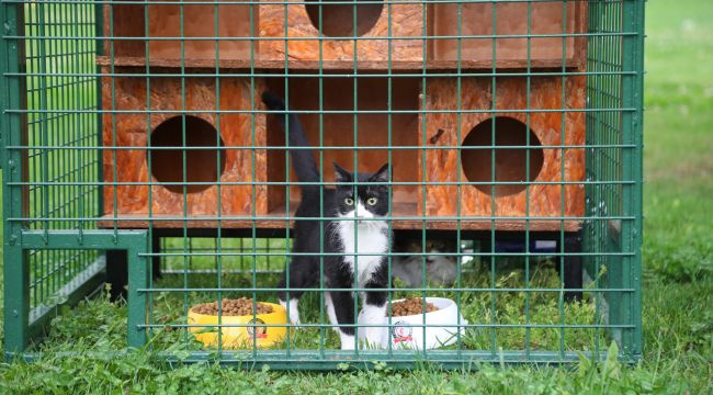 Hayri tütüncüler parkına kedi evleri kuruldu