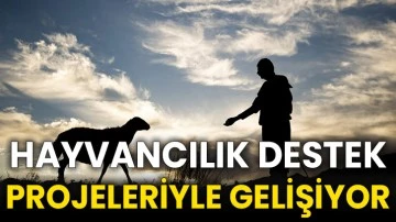 Hayvancılık destek projeleriyle gelişiyor