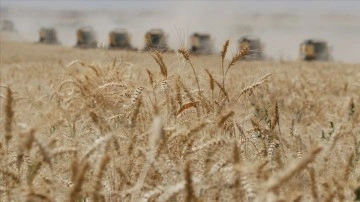 Hindistan, küresel talebi karşılamak için daha fazla buğday arzına hazır