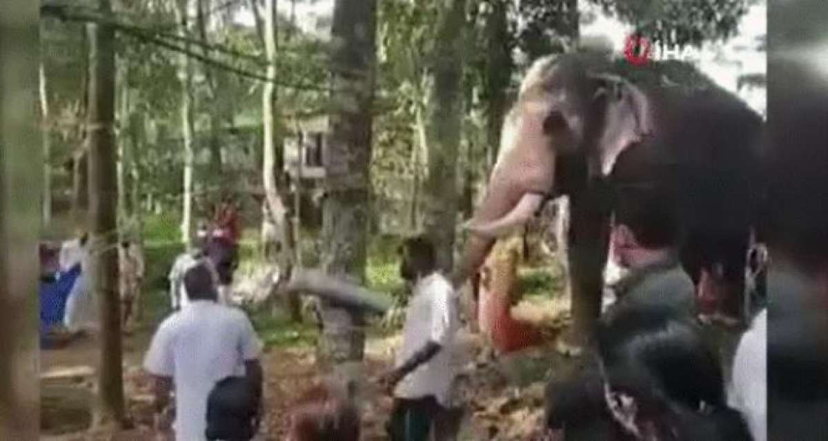 Hindistan'da bir fil, ölen bakıcısını son kez görmek için kilometrelerce yol yürüdü