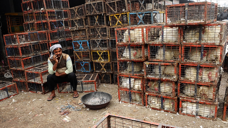 Hindistan'da Cammu Keşmir'de de olası kuş gribi salgını nedeniyle alarma geçildi